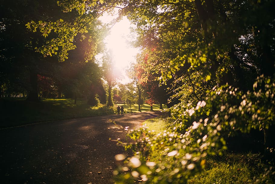 two person on street near trees, two people walking on road surrounded with trees during daytime HD wallpaper