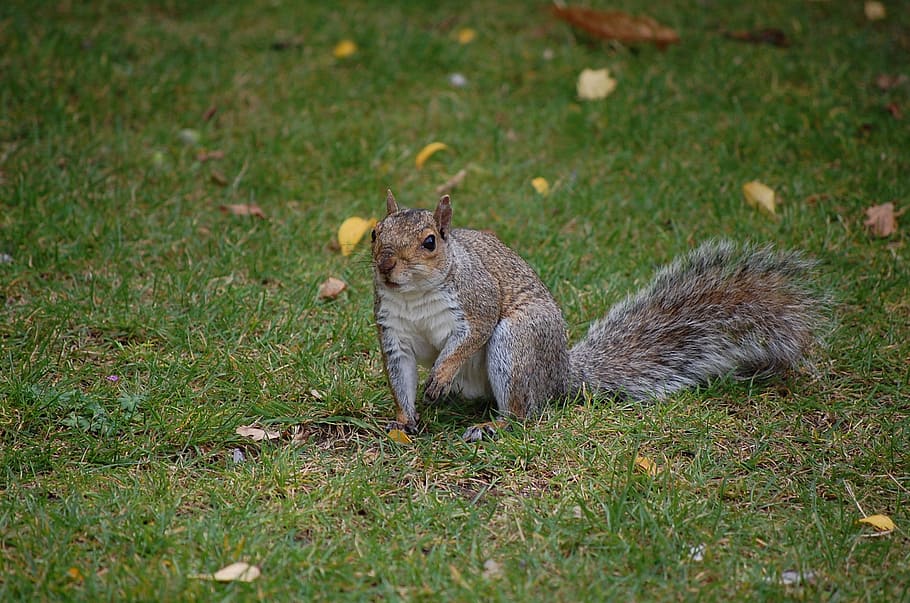 squirrel, grey, animal, park, wildlife, mammal, grass, one animal HD wallpaper