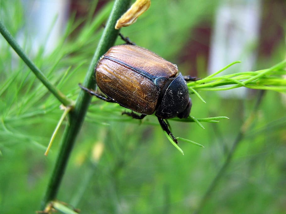 Beetle, Worm, Insect, Nature, Macro, garden, green, armor, fauna HD wallpaper