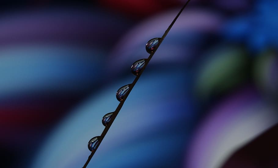 drops, macro, reflection, water, close-up, plant, focus on foreground HD wallpaper
