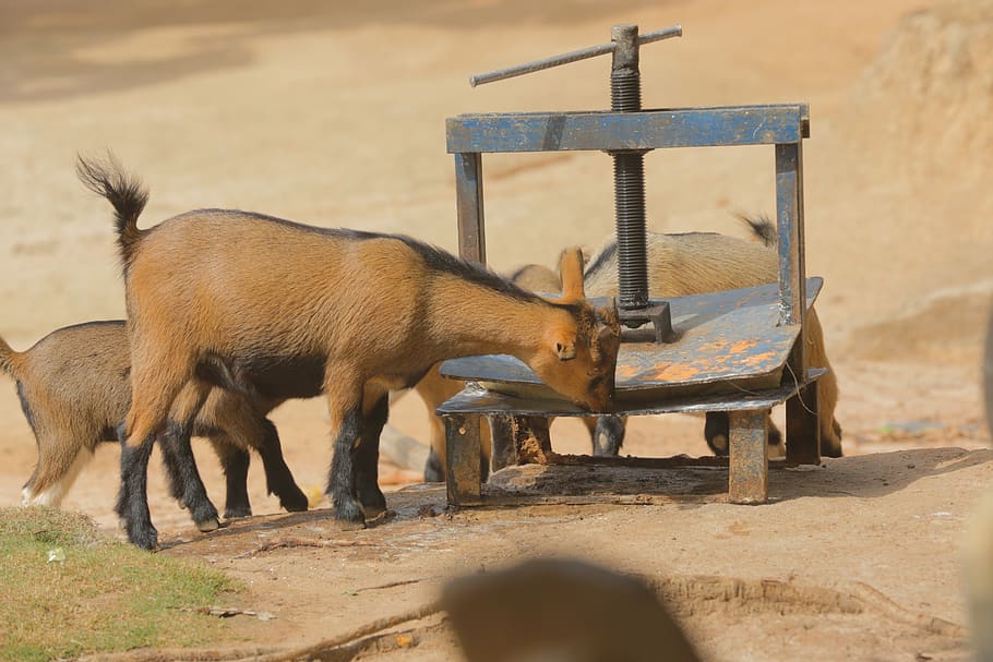 goat, animal, animal themes, mammal, no people, animal wildlife HD wallpaper