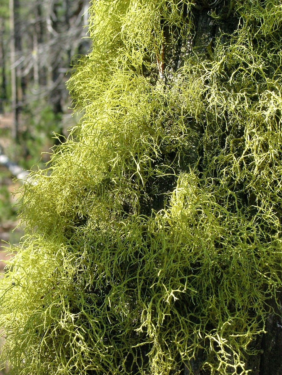 moss, lichen, tree, forest, plant, growth, green color, beauty in nature HD wallpaper