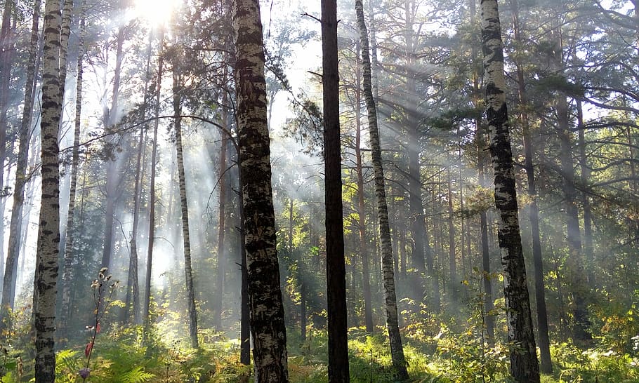 the sun's rays, light, forest, day, morning, tree, plant, land HD wallpaper