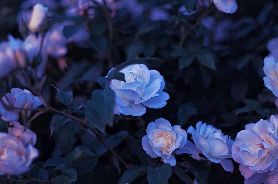 Pastel roses 1080P, 2K, 4K, 5K HD wallpapers free download | Wallpaper Flare