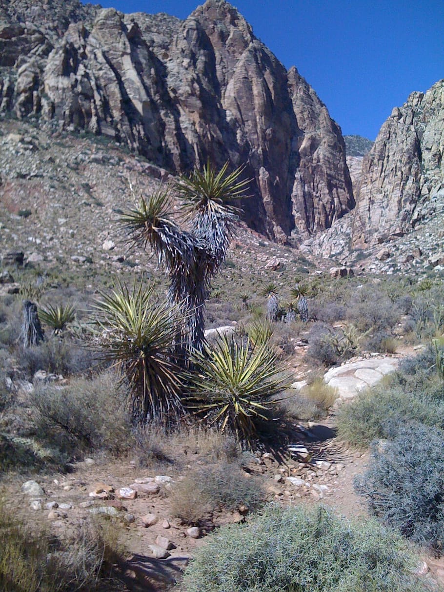 cactus, trail, desert, path, hiking, mountains, valley, gorge HD wallpaper