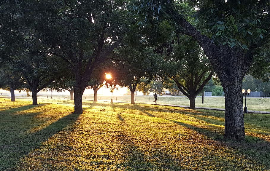 sun shining through trees, green trees with green grass, green leaves HD wallpaper