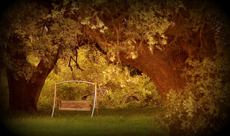 swing, peaceful, relaxation, rest, seat, tree, plant, nature HD wallpaper