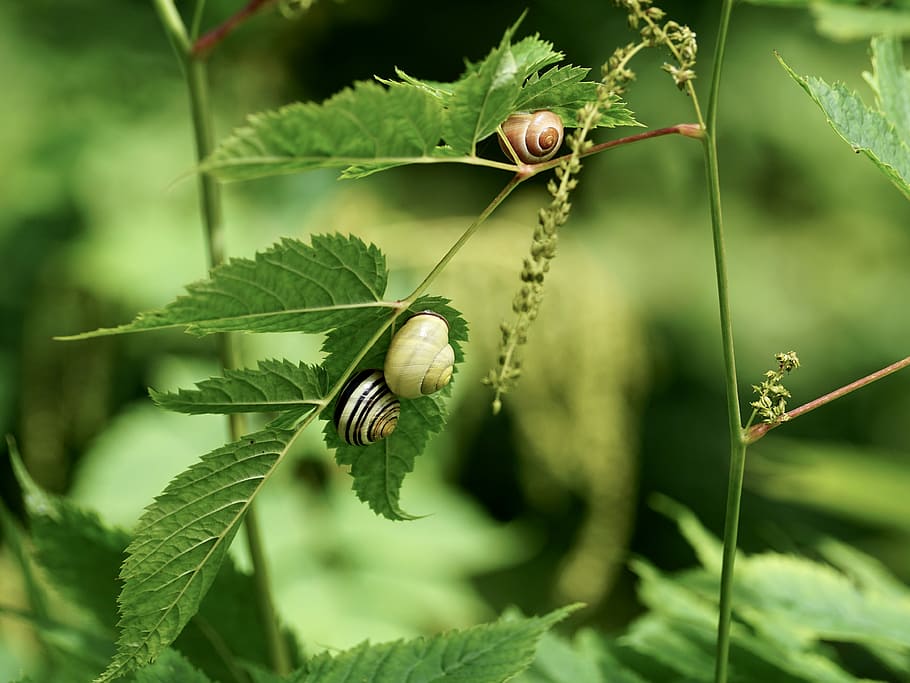 Snails, Reptiles, Mollusk, Shell, Slimy, land snail, animal HD wallpaper