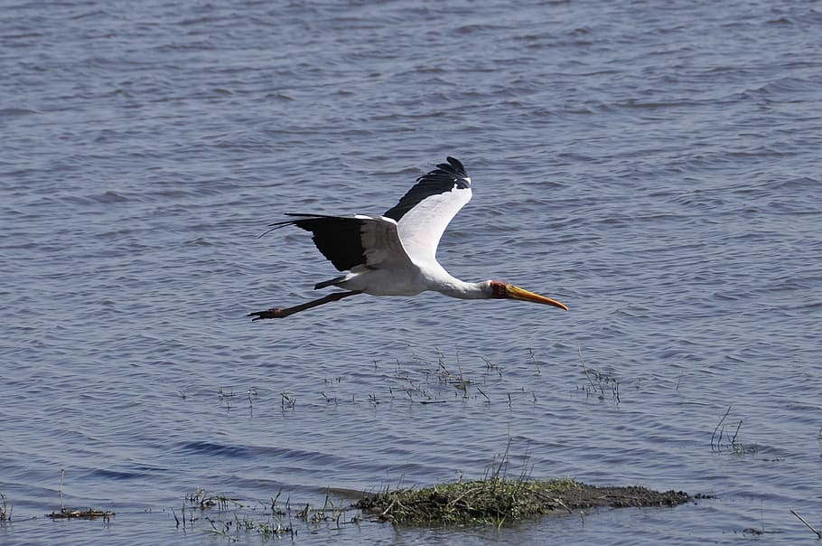 Glutton, In Flight, Botswana, chobe river, one animal, animals in the wild HD wallpaper