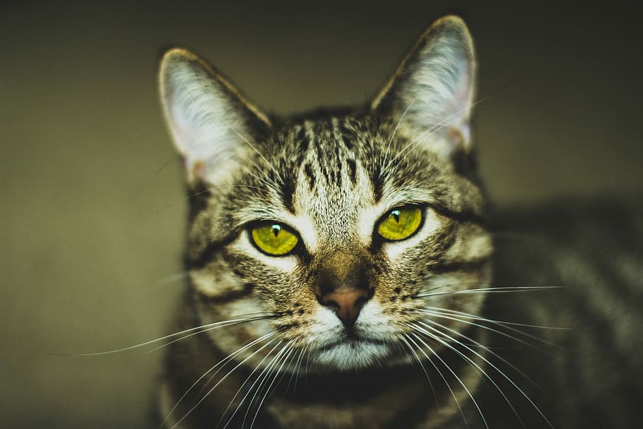brown tabby cat in macro photography, tilt shift photgraphy of silver Tabby cat