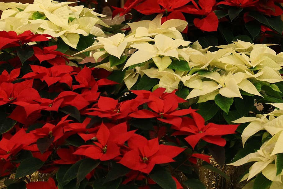 leaf, flower, garden, flora, nature, christmas, poinsettias HD wallpaper
