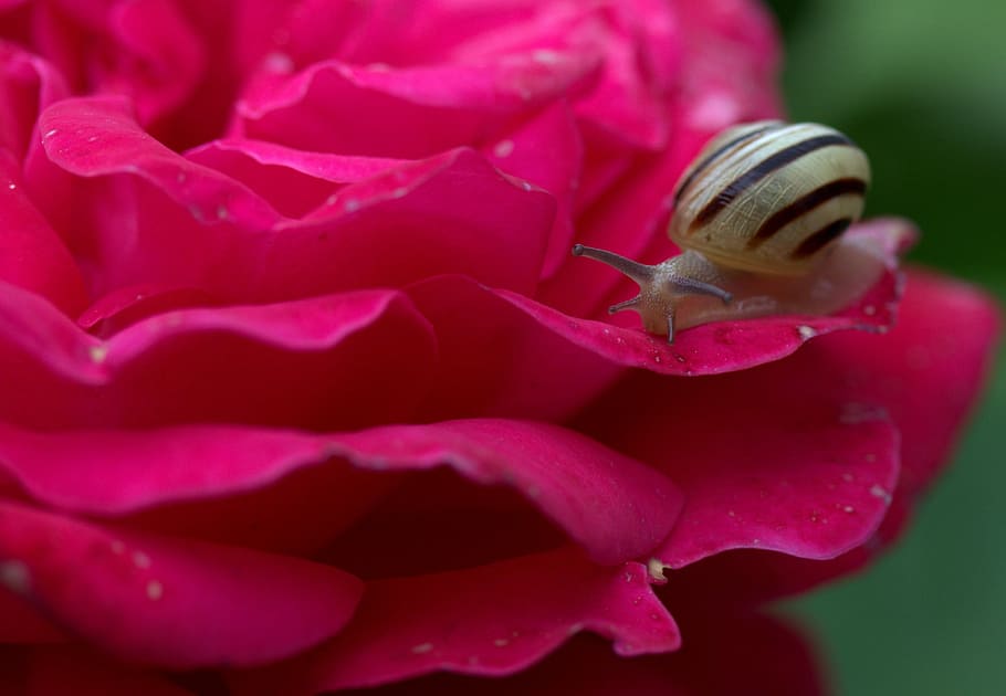 Snail, Petals, Shell, Dew, rose, one animal, animal themes HD wallpaper