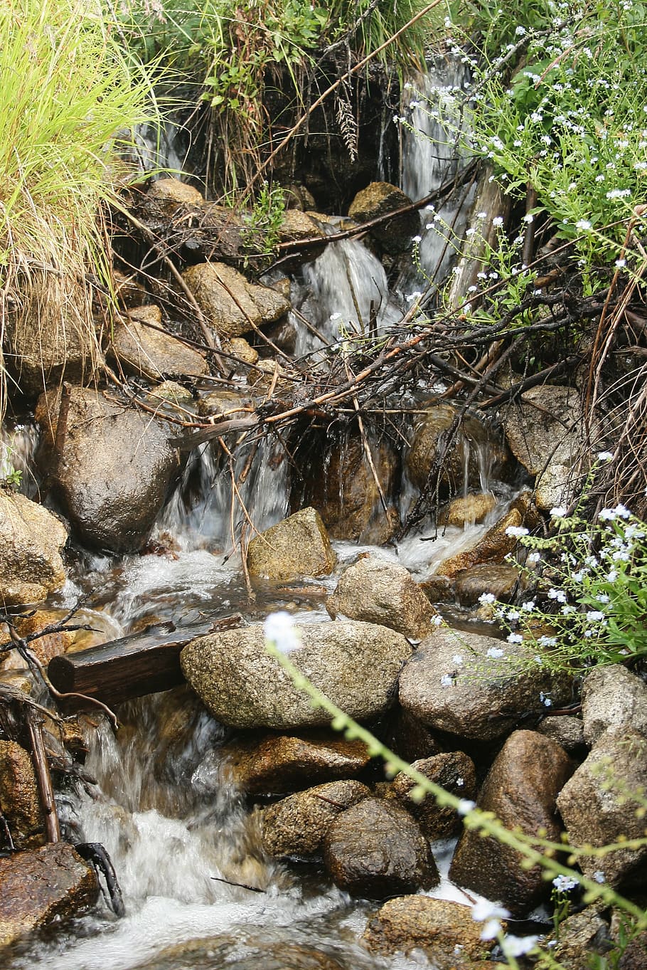 forest, creeks, rivers, flowing, water, rocks, hard, stones HD wallpaper