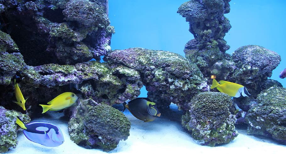 fish swimming on corals, aquarium, deco, nemo, dori, salt water