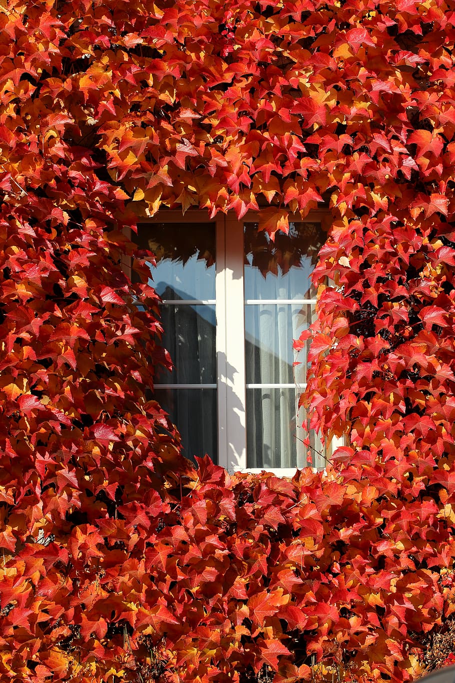Красный плющ. Девичий виноград с красными листьями. У плюща листья осенью краснеют. Плющ который краснеет осенью.