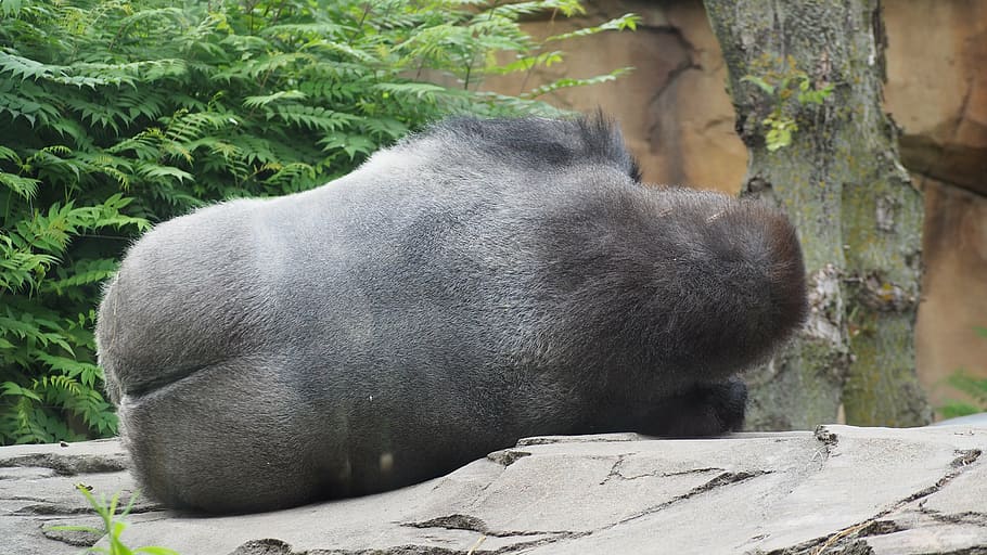 gorilla, sleeping gorilla, gorilla butt, monkey, ape, resting