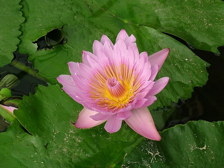 תרגם, פרח סחלב, 8 5000, flower, flowering plant, HD wallpaper