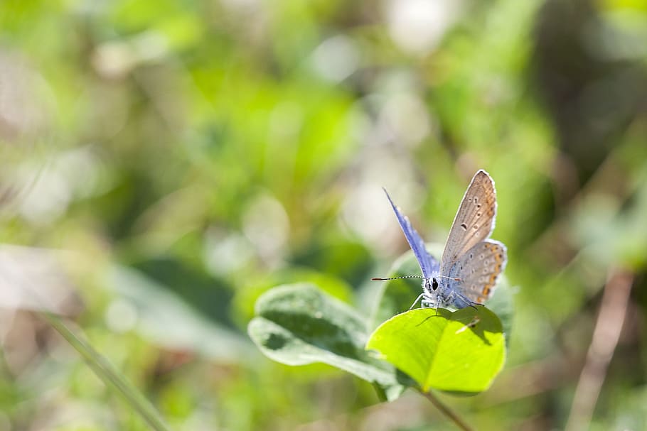 butterfly, macro, insect, nature, summer, bug, wings, green HD wallpaper