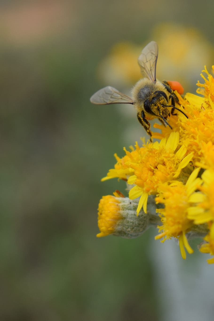 fertilization, bee, flower, yellow, spring, nature, insect HD wallpaper