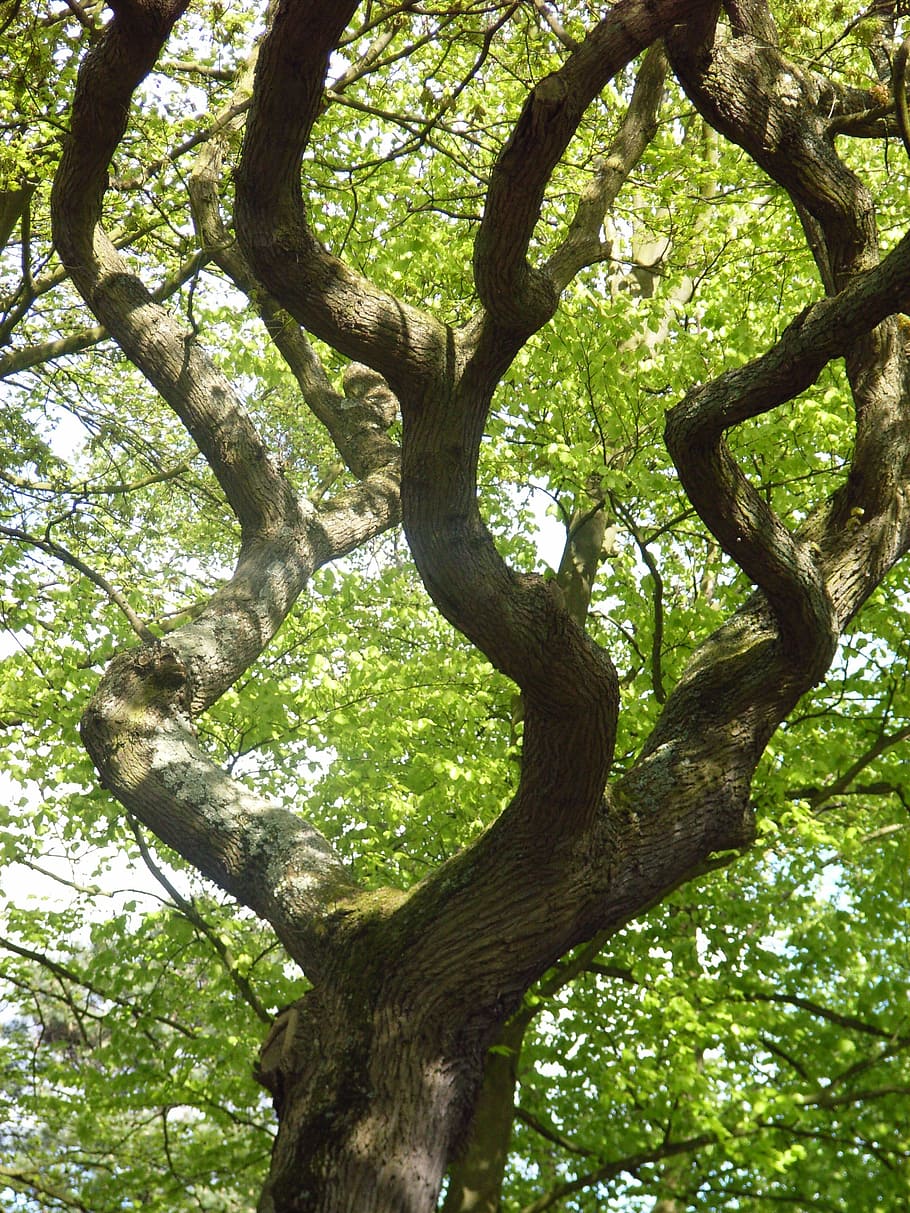 tree, winding, green, nature, forest, branch, leaf, outdoors HD wallpaper