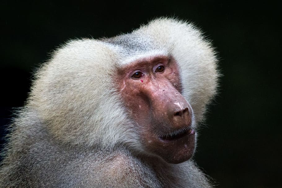 baboon, monkey, animal, nature, primate, mammal, animal wildlife HD wallpaper
