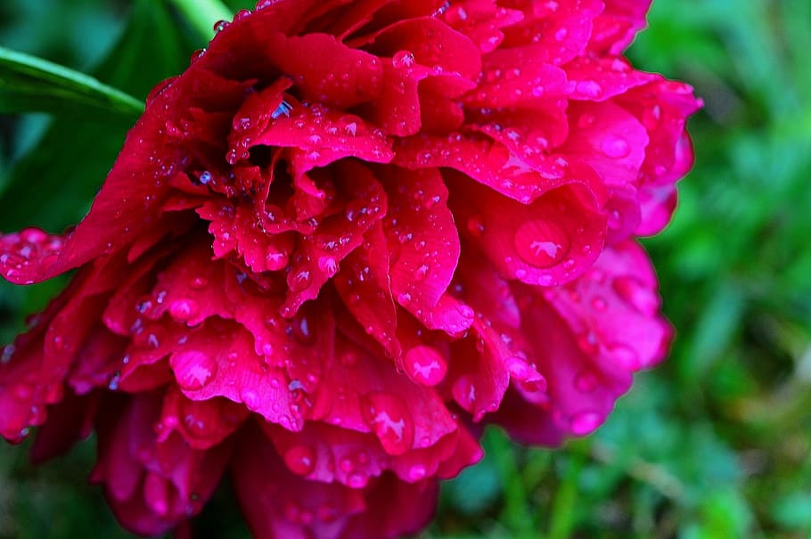 peony, rain, drip, raindrop, nature, macro, beaded, drop of water HD wallpaper