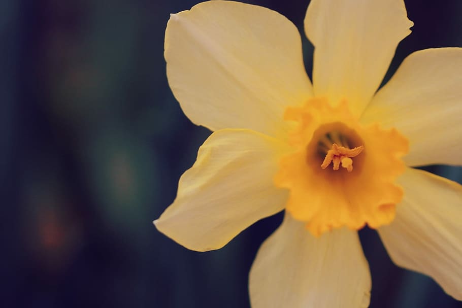 close-up photography of white petaled flower, nature, plant, beauty In Nature HD wallpaper