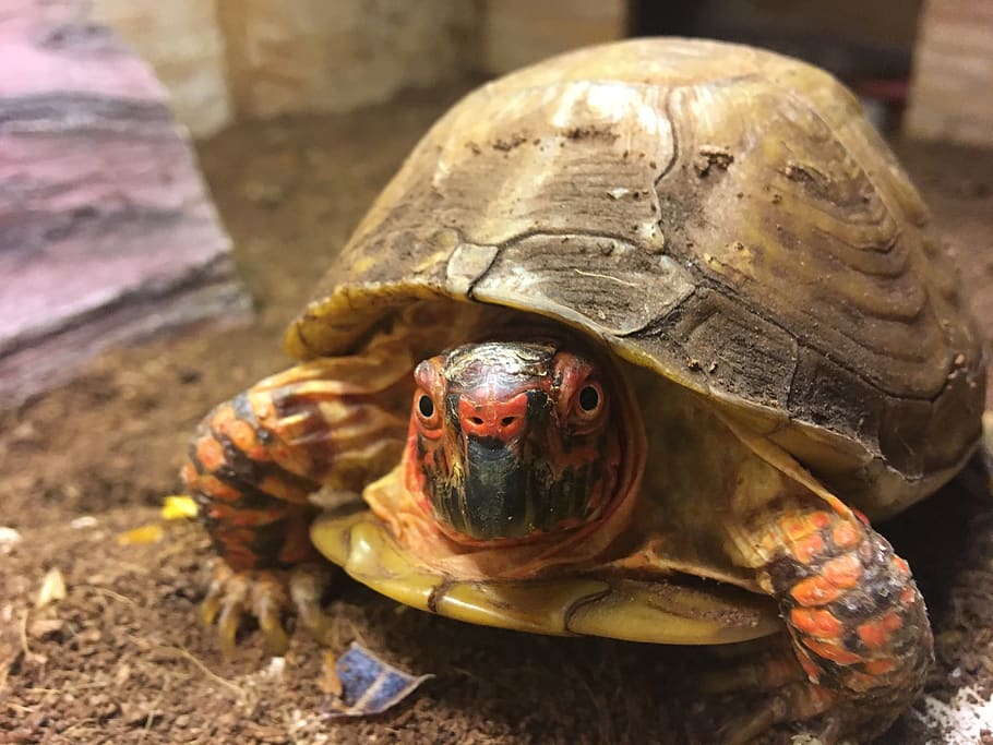 turtle, box turtle, animal, reptile, shell, terrapin, three-toed eastern box turtle, HD wallpaper