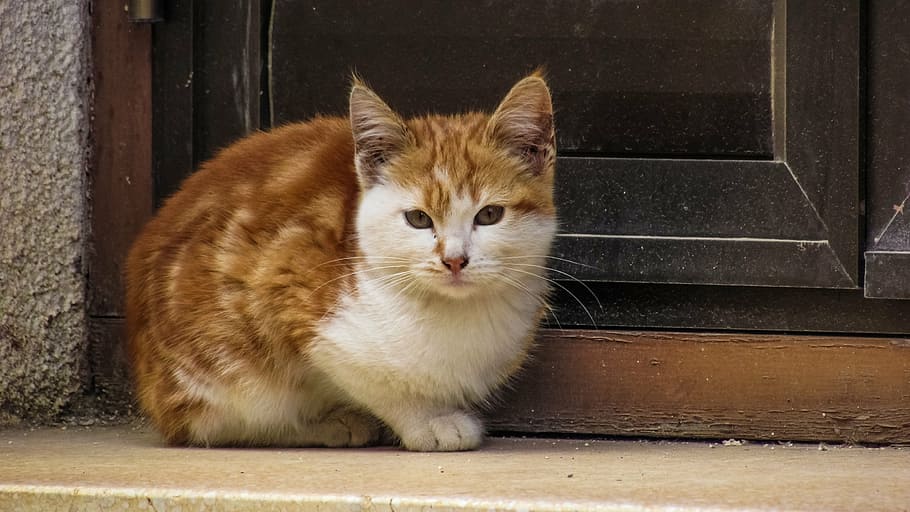 cat sitting beside door, young, window, kitty, adorable, eyes HD wallpaper