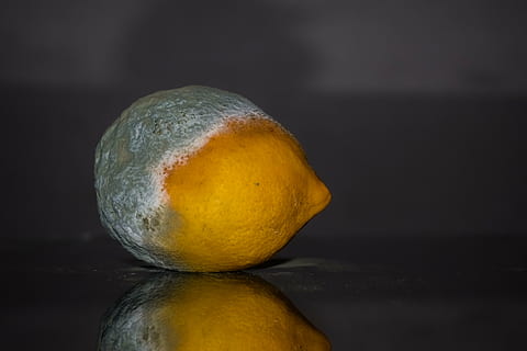 overriped citrus, lemon, rotten, fruit, yellow, green, mold HD wallpaper