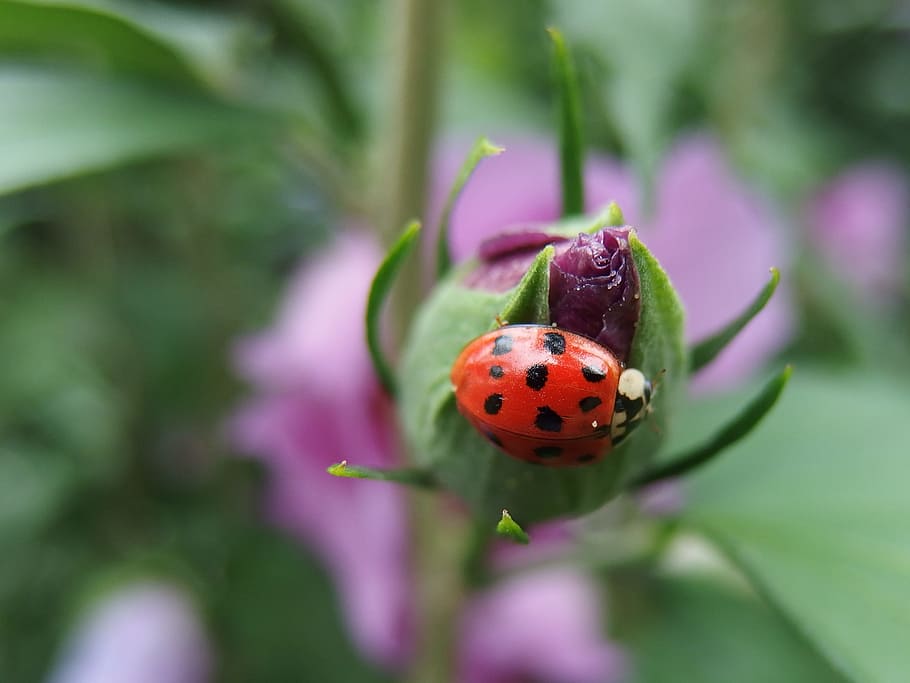 the eastern, insect, bud, hibiscus, invertebrate, plant, ladybug HD wallpaper