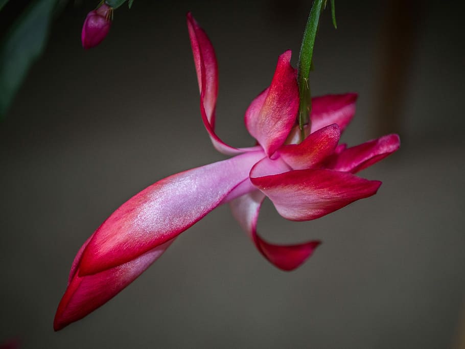 flower, cactus, flowering, flora, plant, macro, flowering plant HD wallpaper