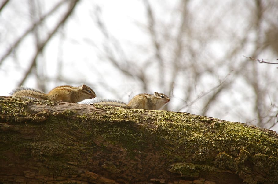 travel, mountain, squirrel, mammal, animal, animal themes, tree HD wallpaper