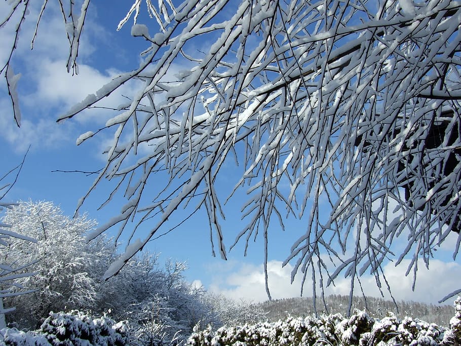 Winter, Garden, Snow, cold temperature, tree, nature, bare tree HD wallpaper