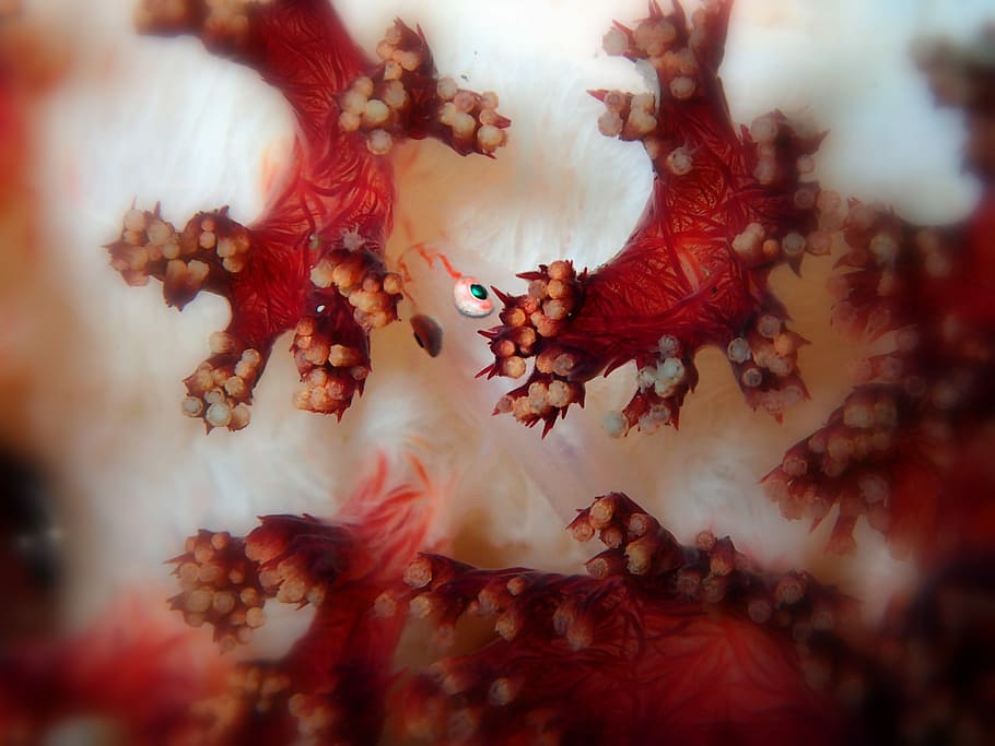 Goby, Micro, Crustacean, Reef, micro goby, coral, soft coral HD wallpaper