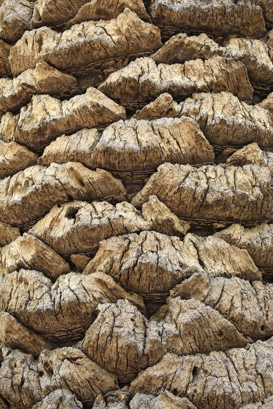 texture, tree, trunk, full frame, backgrounds, no people, textured HD wallpaper