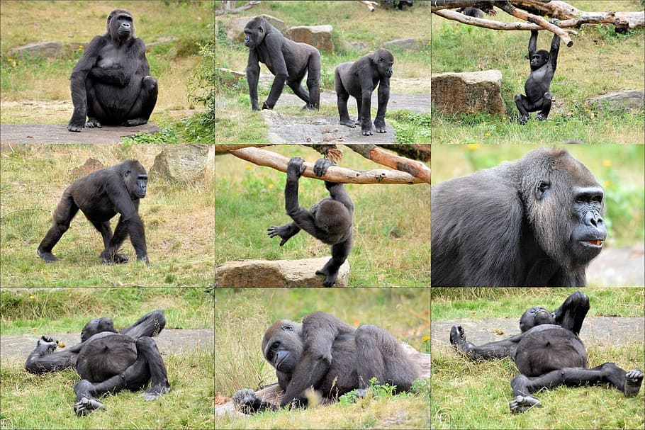 Ape, Monkey, Gorilla, Collage, Primate, animal, wildlife, zoology HD wallpaper