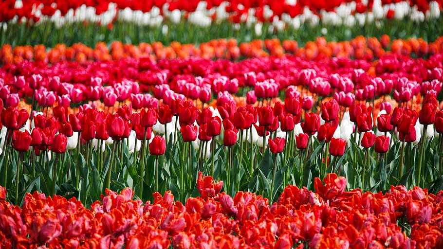 beautiful, flower, bed, bloom, blossoms, color, colorful, flora HD wallpaper