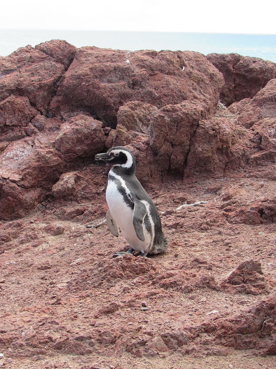 penguin, magellan, nature, patagonia, south, penguin patagonico, HD wallpaper