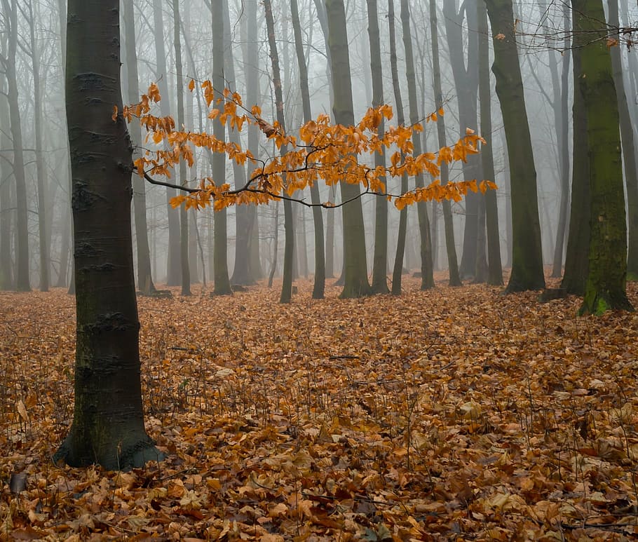 dried brown leaves, fog, forest, nature, tree, winter, sky HD wallpaper