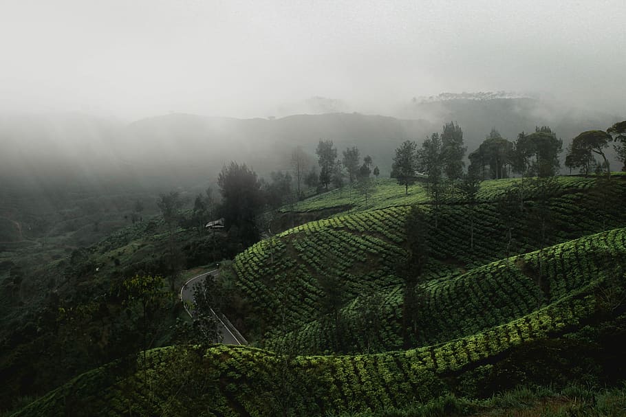 landscape photography of green mountain with fogs, rice terraces photo HD wallpaper