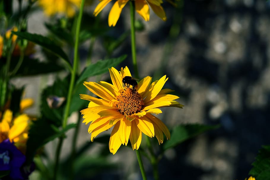 garden, insect, nectar, nature, work, flower, flowering plant HD wallpaper
