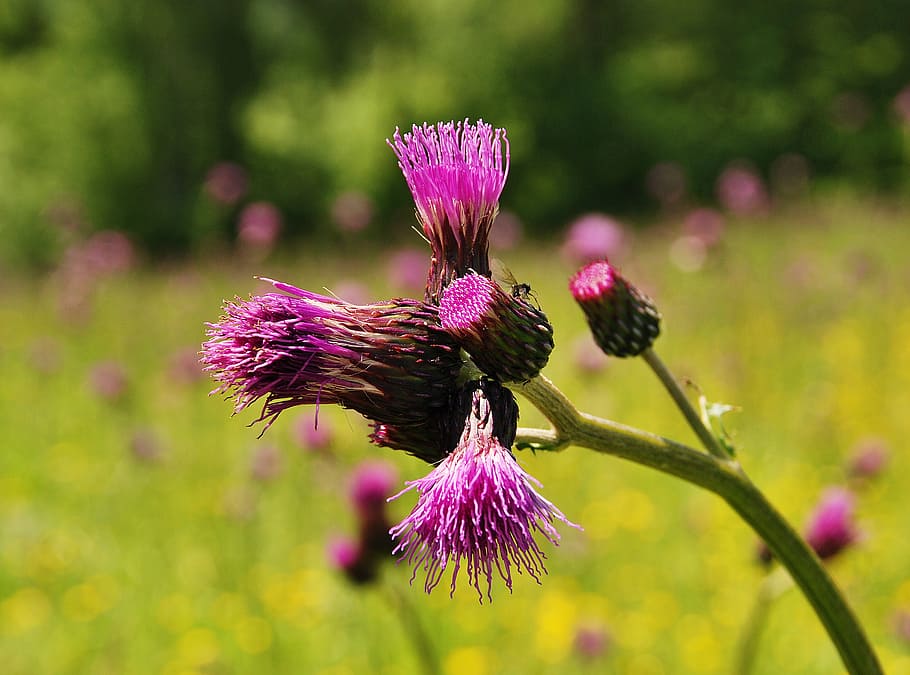 thistle, mountains, beskids, meadow, violet, flowering plant