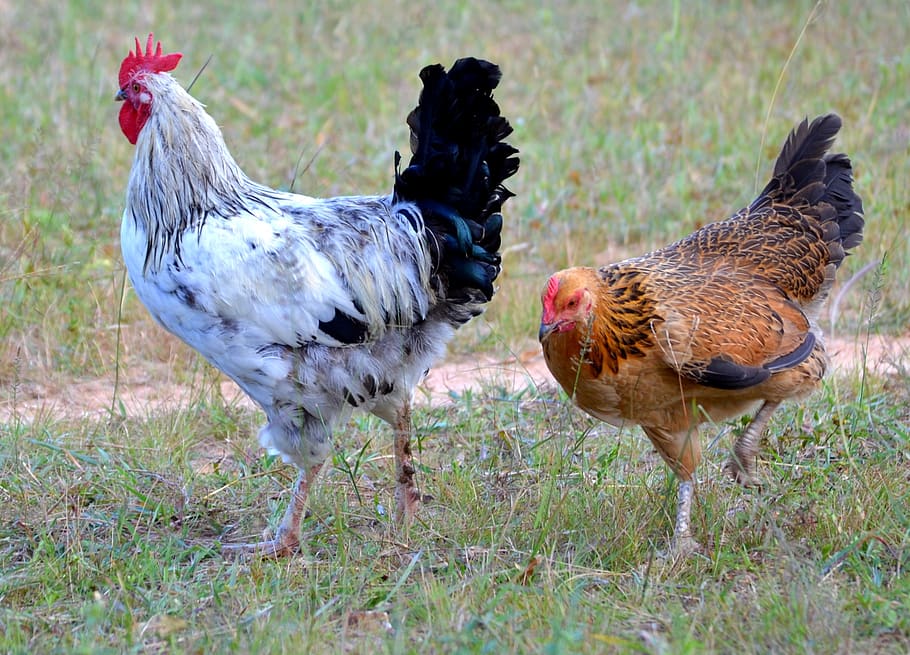 hen, poultry, bird, cockerel, animal, livestock, chicken - bird HD wallpaper