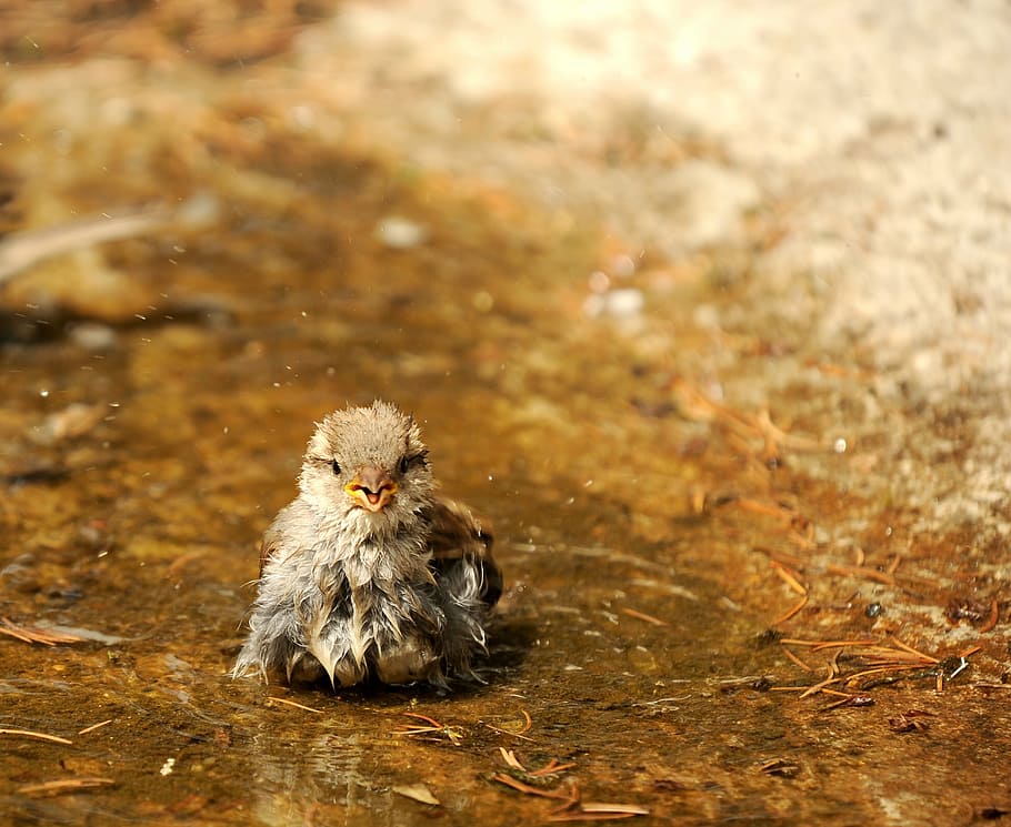 brown bird on body of water, sparrow, sperling, wet, swim, nature HD wallpaper