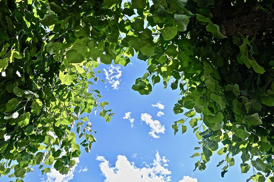 leaf, nature, flora, growth, environment, tree, plant, plant part HD wallpaper