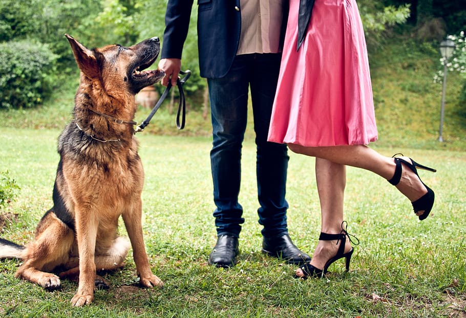 couple, pastor, german, mammal, domestic animals, pets, one animal HD wallpaper