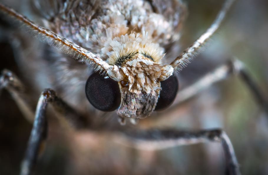 macro, moth, insect, lepidoptera, close-up, animal themes, one animal HD wallpaper