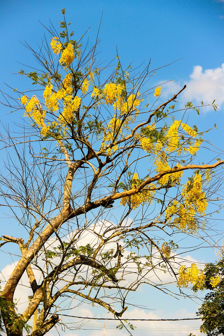Flying, Tree, Yellow, Yellow Ipê, sky, autumn, nature, branch HD wallpaper
