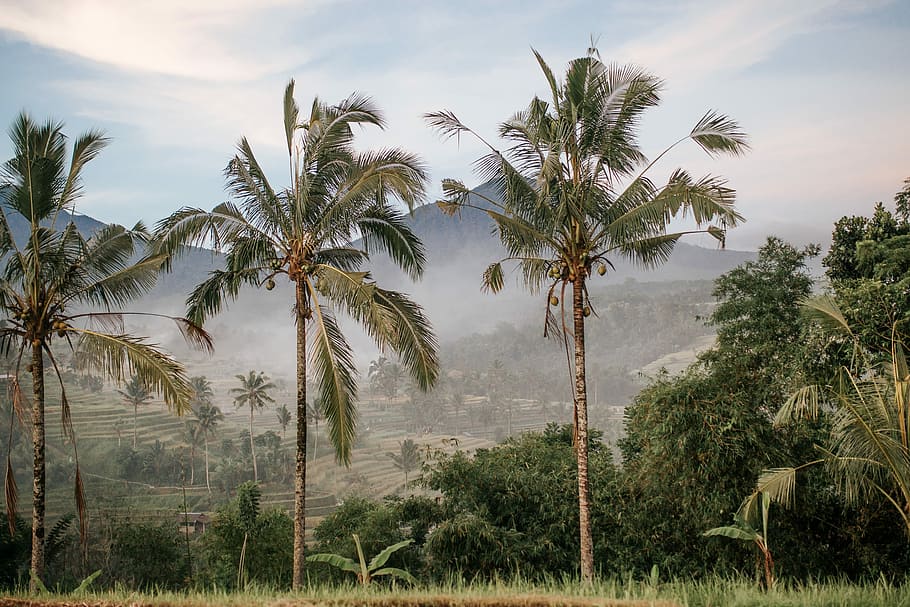 three coconut trees, palm trees under blue sky, landscape, hill HD wallpaper